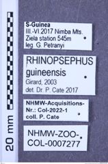 Etiketten zu Rhinopsephus guineensis (Girard, 2003) (NHMW-ZOO-COL-0007277)